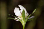 Coastal rose gentian